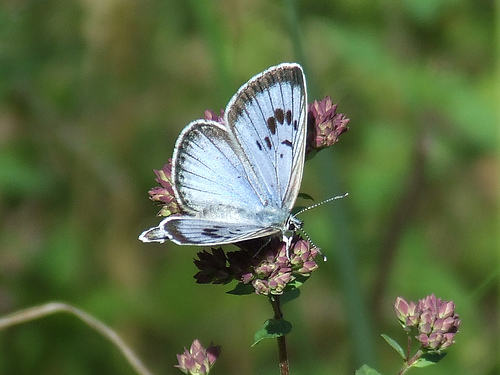 бабочка голубянка орион (Maculinea arion)
